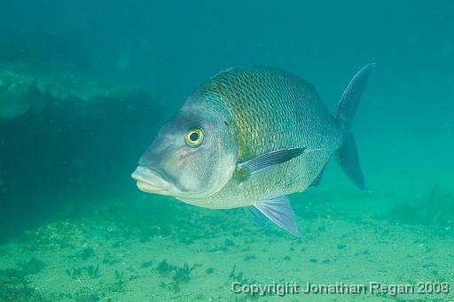 IMG_8998.jpg - Blue Morwong, 24 August, 2008