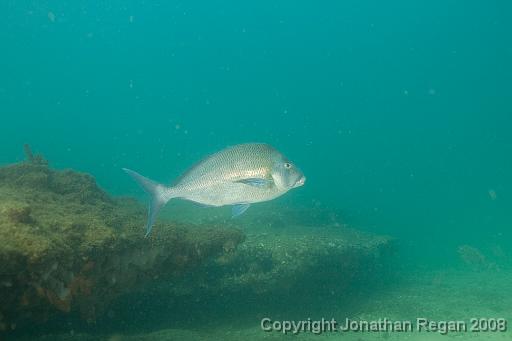 IMG_9000.jpg - Blue Morwong, 24 August, 2008