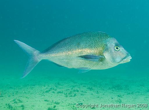 IMG_9002.jpg - Blue Morwong, 24 August, 2008