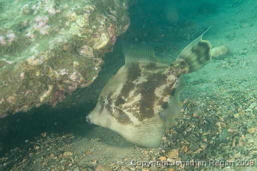 IMG_9008.jpg - Fan Bellied Leatherjacket, 24 August, 2008