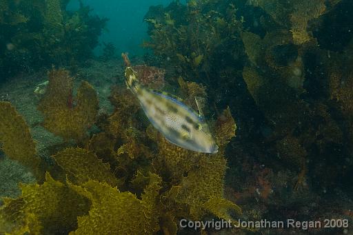 IMG_9017.jpg - Six Spined Leatherjacket, 24 August, 2008