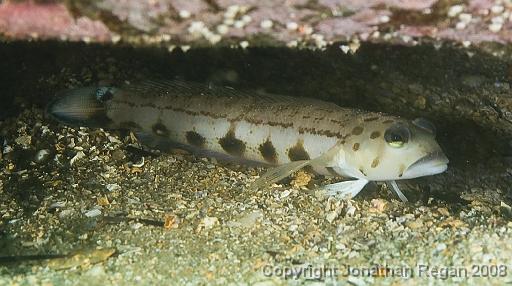 IMG_9024.jpg - Spotted Grubfish, 24 August, 2008