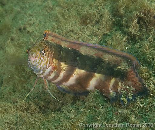 IMG_9033.jpg - Snake Skin Wrasse, 24 August, 2008