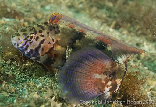 IMG_9045.jpg - Snake Skin Wrasse, 24 August, 2008