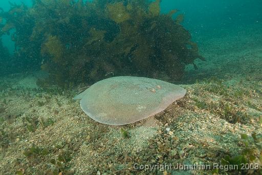 IMG_9054.jpg - Numbfish, 24 August, 2008