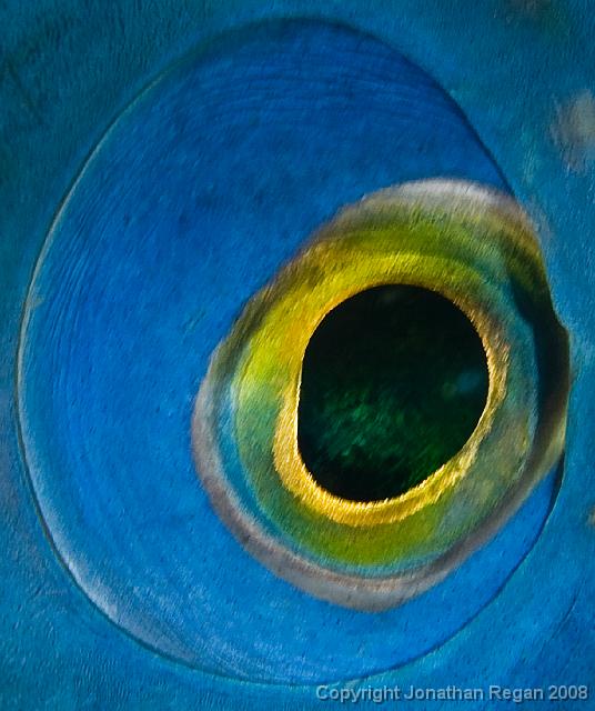 IMG_9369.jpg - Eye of an Eastern Blue Groper, 20 September, 2008