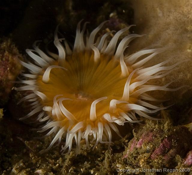 IMG_9371.jpg - Anenome, 20 September, 2008