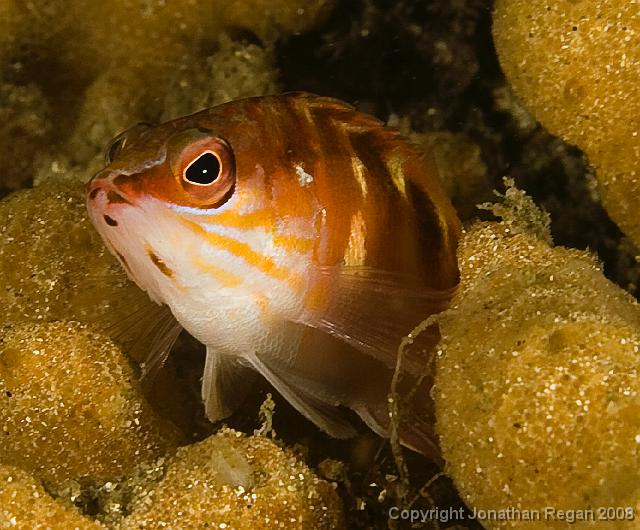 IMG_9385.jpg - Half Banded Seaperch, 20 September, 2008