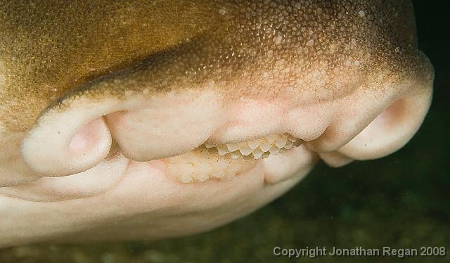 IMG_9391.jpg - Teeth of a Port Jackson shark, 20 September, 2008