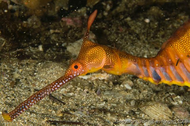 IMG_9405.jpg - Weedy Seadragon, 20 September, 2008