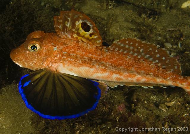 IMG_9426.jpg - Eastern Spiny Gurnard, 20 September, 2008
