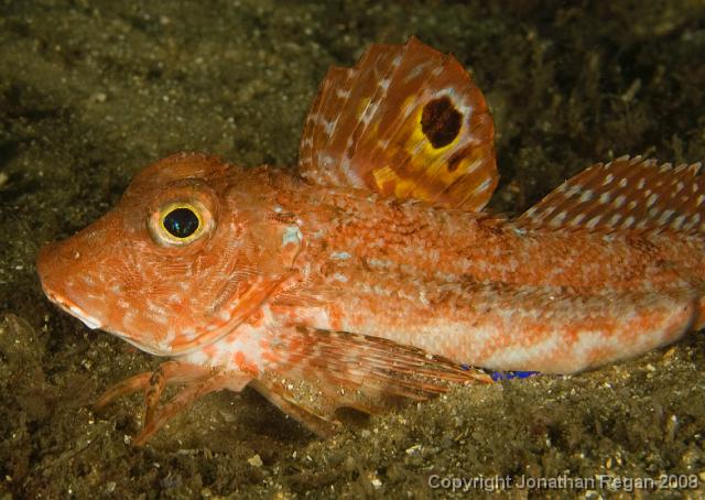 IMG_9427.jpg - Eastern Spiny Gurnard, 20 September, 2008