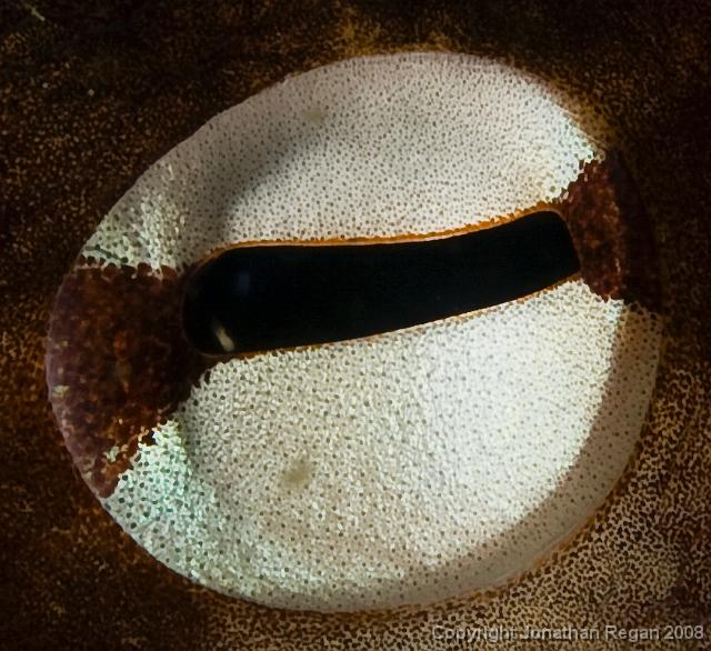 IMG_9431.jpg - Eye of a Sydney Octopus, 20 September, 2008