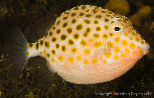IMG_9440.jpg - Eastern Smooth Boxfish, 20 September, 2008