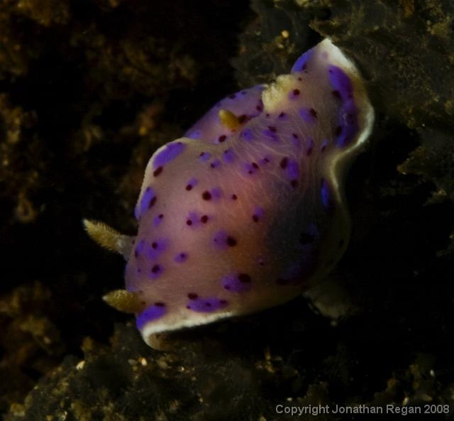 IMG_9446.jpg - Thompson's Chromodoris, 20 September, 2008