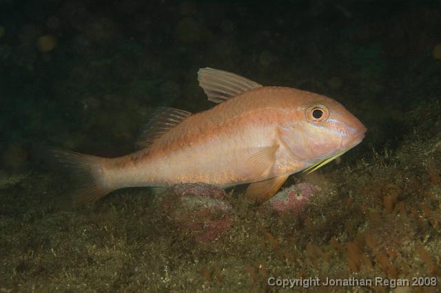 IMG_9451.jpg - Blue Lined Goatfish, 20 September, 2008