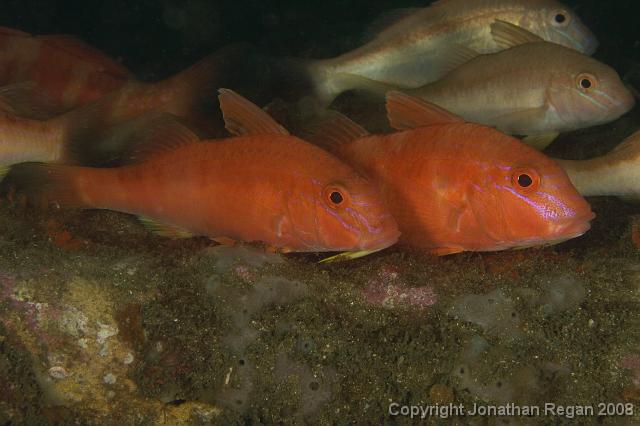 IMG_9452.jpg - Colour variations of the Blue Lined Goatfish, 20 September, 2008