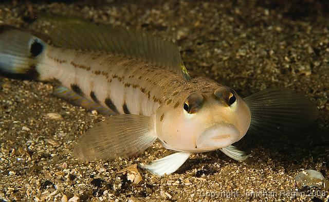 IMG_9458.jpg - Spotted Grubfish, 20 September, 2008