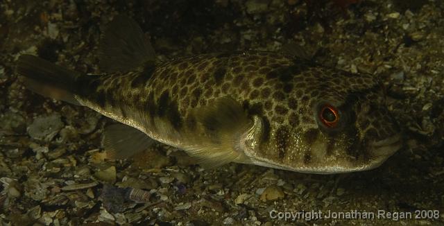 IMG_9465.jpg - Smooth Toadfish, 20 September, 2008