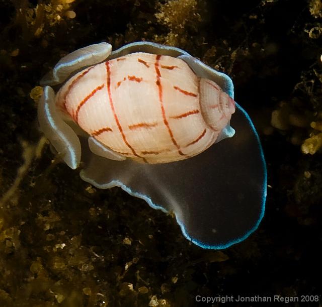 IMG_9467.jpg - Bullina lineata (Lined bubble), 20 September, 2008