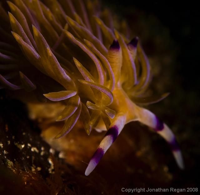 IMG_9486.jpg - Serpent pteraaeolidia, 20 September, 2008