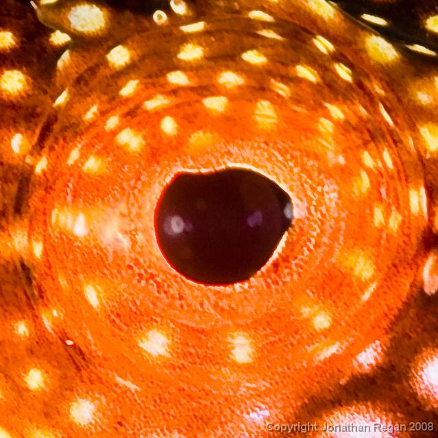 IMG_9490.jpg - Eye of a weedy seadragon, 20 September, 2008