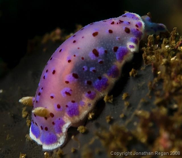 IMG_9514.jpg - Thompson's Chromodoris, 20 September, 2008
