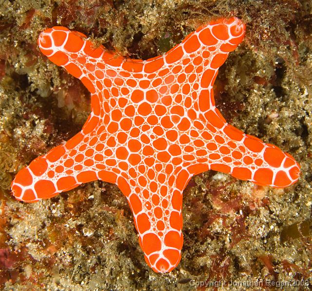 IMG_9516.jpg - Biscuit star, 20 September, 2008