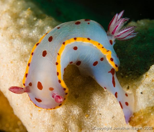 IMG_9532.jpg - Bennetts Hypselodoris, 20 September, 2008