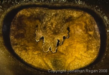 IMG_9553.jpg - Eye of a common stingaree, 21 September, 2008
