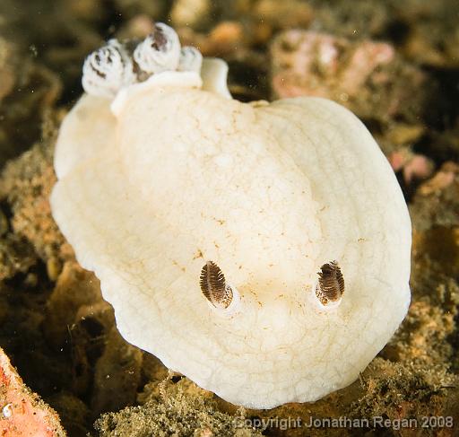 IMG_9554.jpg - Variable aphelodoris, 21 September, 2008