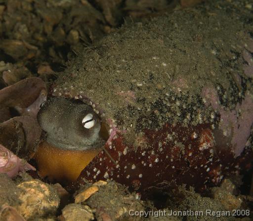 IMG_9555.jpg - Sydney Octopus taking up residence in a broken bottle, 21 September, 2008