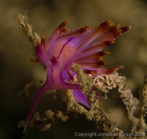 IMG_9558.jpg - Red lined flabellina, 21 September, 2008