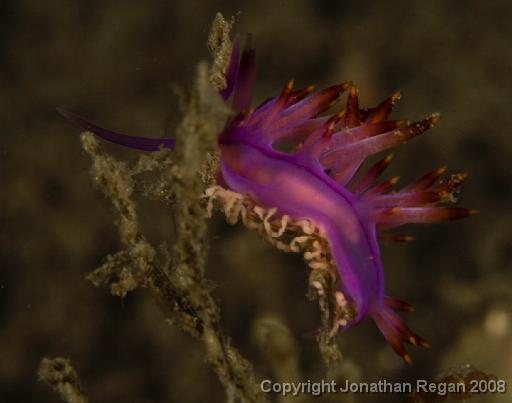 IMG_9567.jpg - Red Lined Flabellina, 21 September, 2008