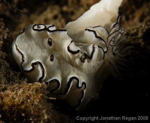 IMG_9575.jpg - Black Margined Glossodoris, 21 September, 2008