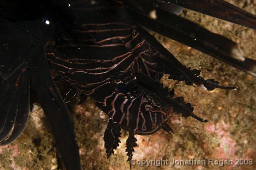 IMG_9586.jpg - Lionfish, 21 September, 2008