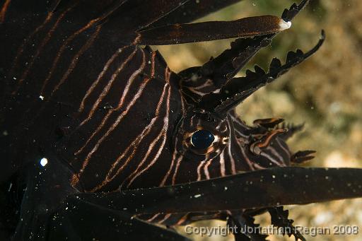 IMG_9590.jpg - Lionfish, 21 September, 2008