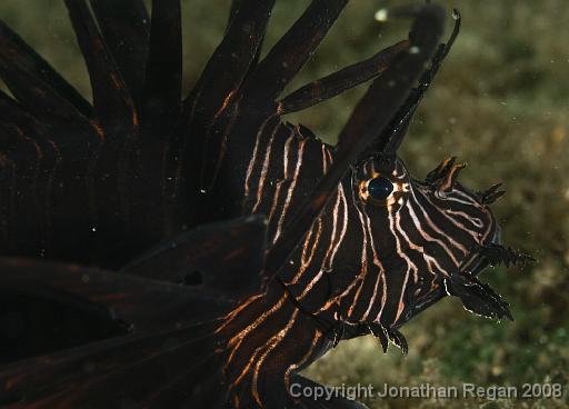 IMG_9592.jpg - Lionfish, 21 September, 2008