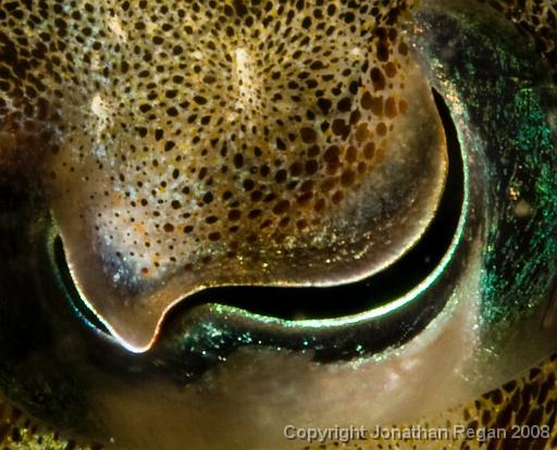 IMG_9610.jpg - Eye of a mourning cuttlefish, 21 September, 2008