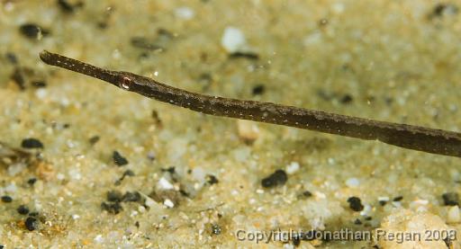 IMG_9632.jpg - Pipefish, 21 September, 2008
