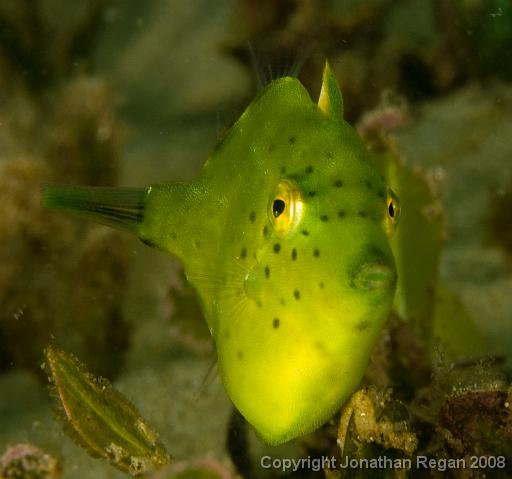 IMG_9652.jpg - Pigmy Leatherjacket, 21 September, 2008