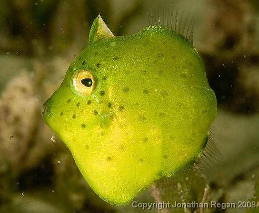 IMG_9657.jpg - Pigmy leatherjacket, 21 September, 2008