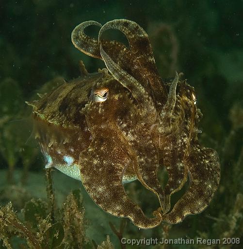 IMG_9662.jpg - Mourning cuttlefish, 21 September, 2008
