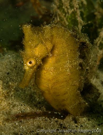 IMG_9670.jpg - Whites Seahorse, 21 September, 2008