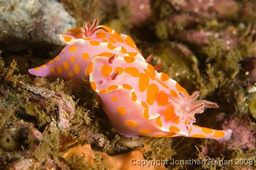 IMG_9678.jpg - Sweet ceratosoma, 21 September, 2008