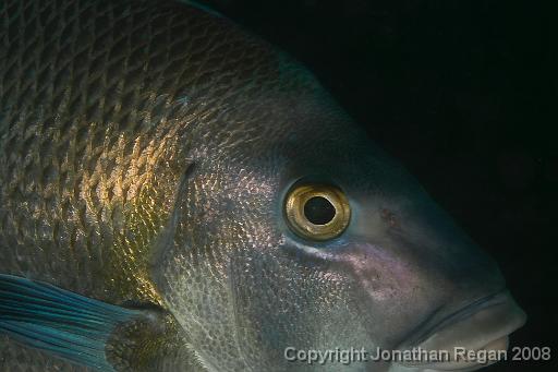 IMG_9690.jpg - Blue Morwong, 21 September, 2008