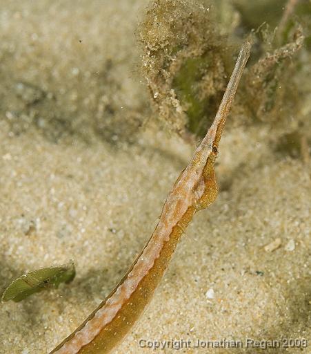 IMG_9715.jpg - Pipefish, 21 September, 2008
