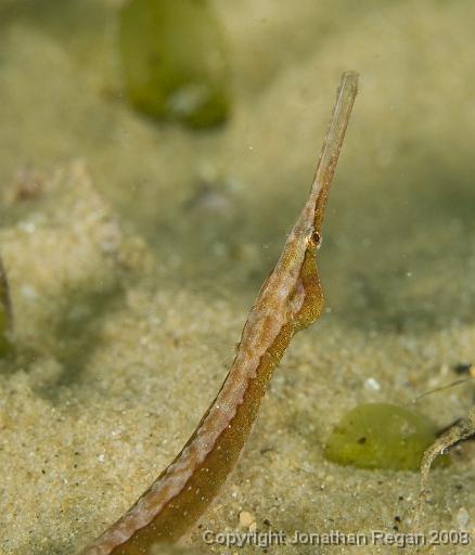 IMG_9726.jpg - Pipefish, 21 September, 2008