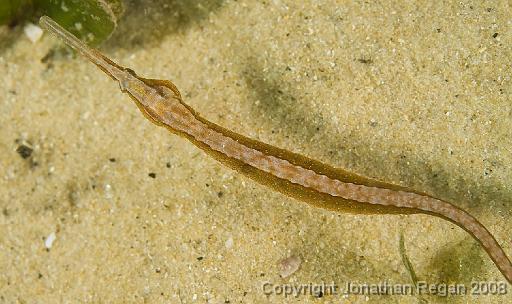 IMG_9745.jpg - Pipefish, 21 September, 2008