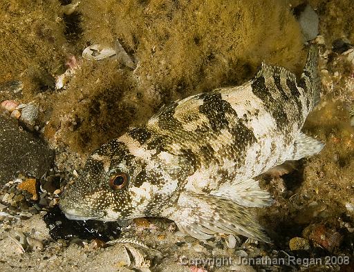 IMG_9842.jpg - Kelpfish, 28 September, 2008